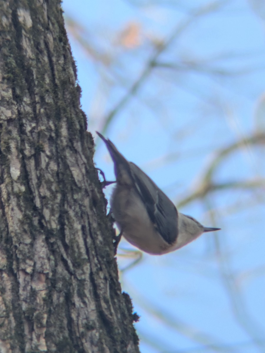 Sittelle à poitrine blanche - ML644470205