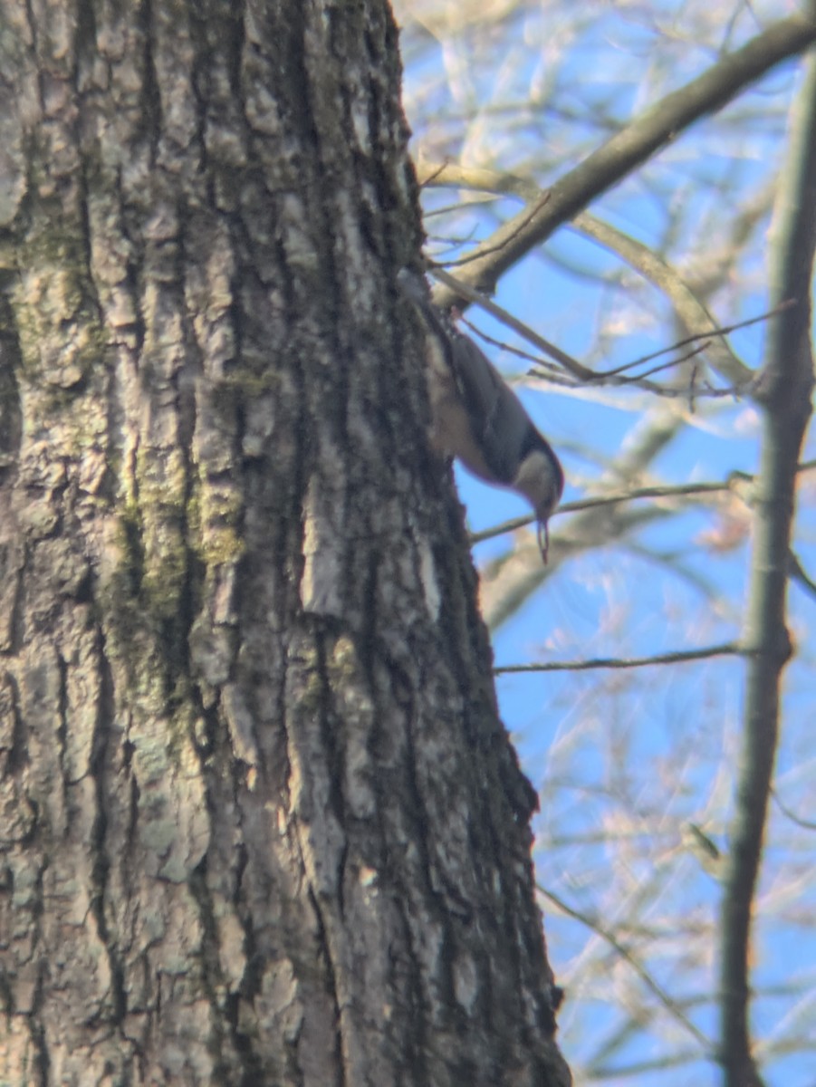 Sittelle à poitrine blanche - ML644470206