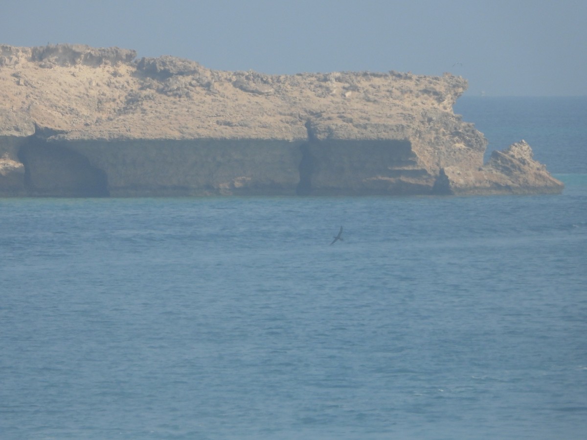 Brown Booby - ML644470212