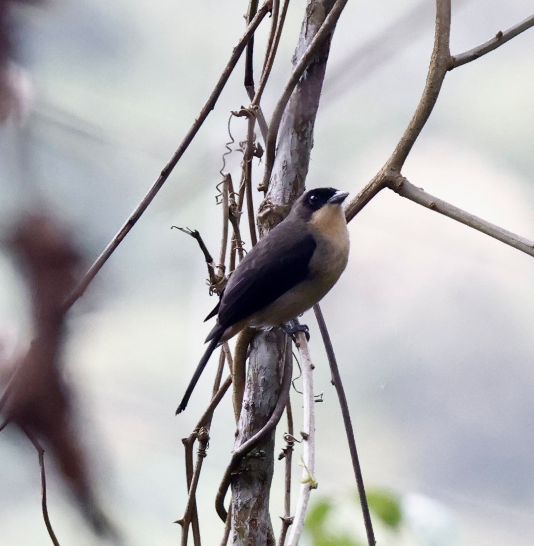 Танагра амазонійська - ML644470214