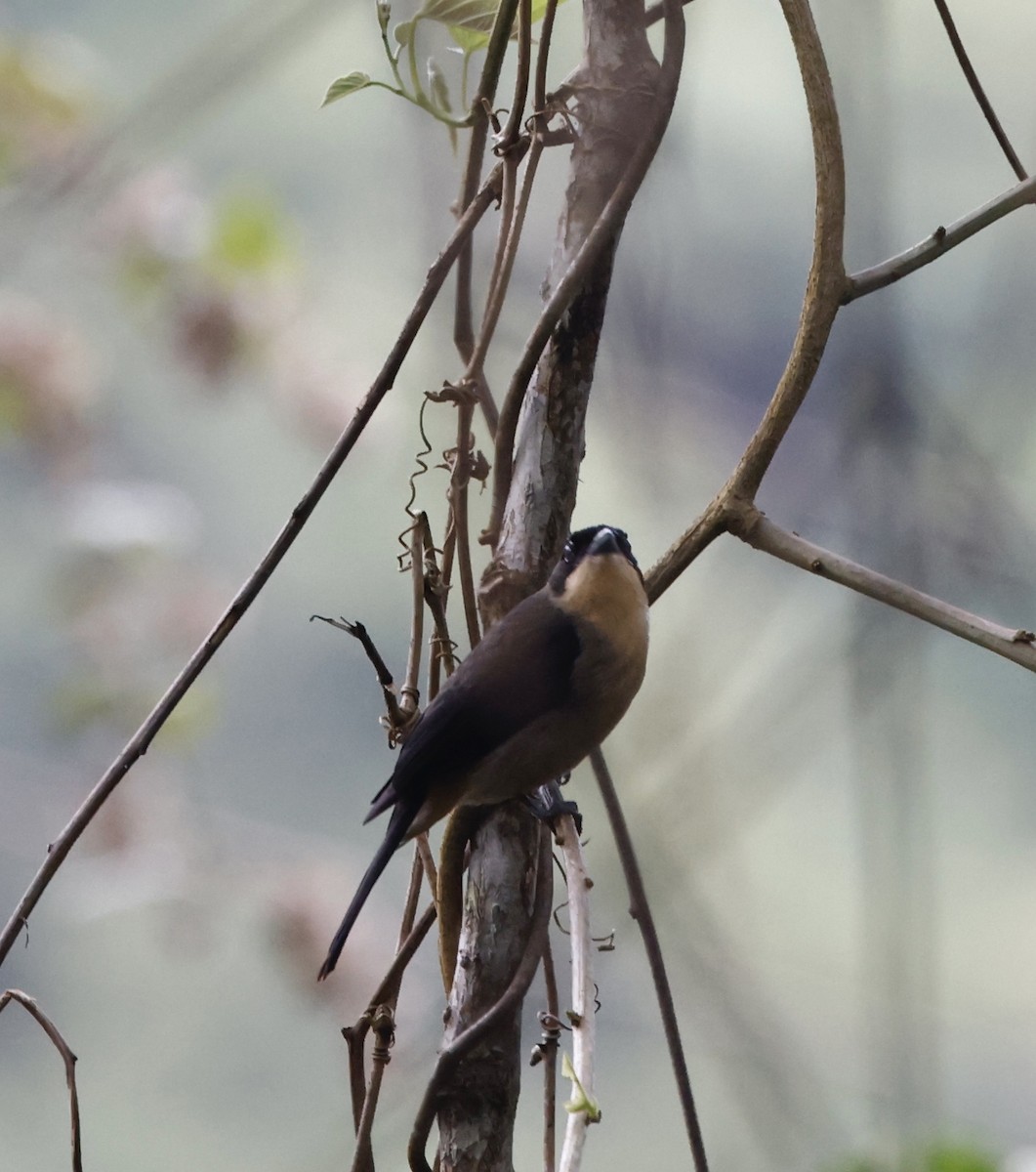 Танагра амазонійська - ML644470215