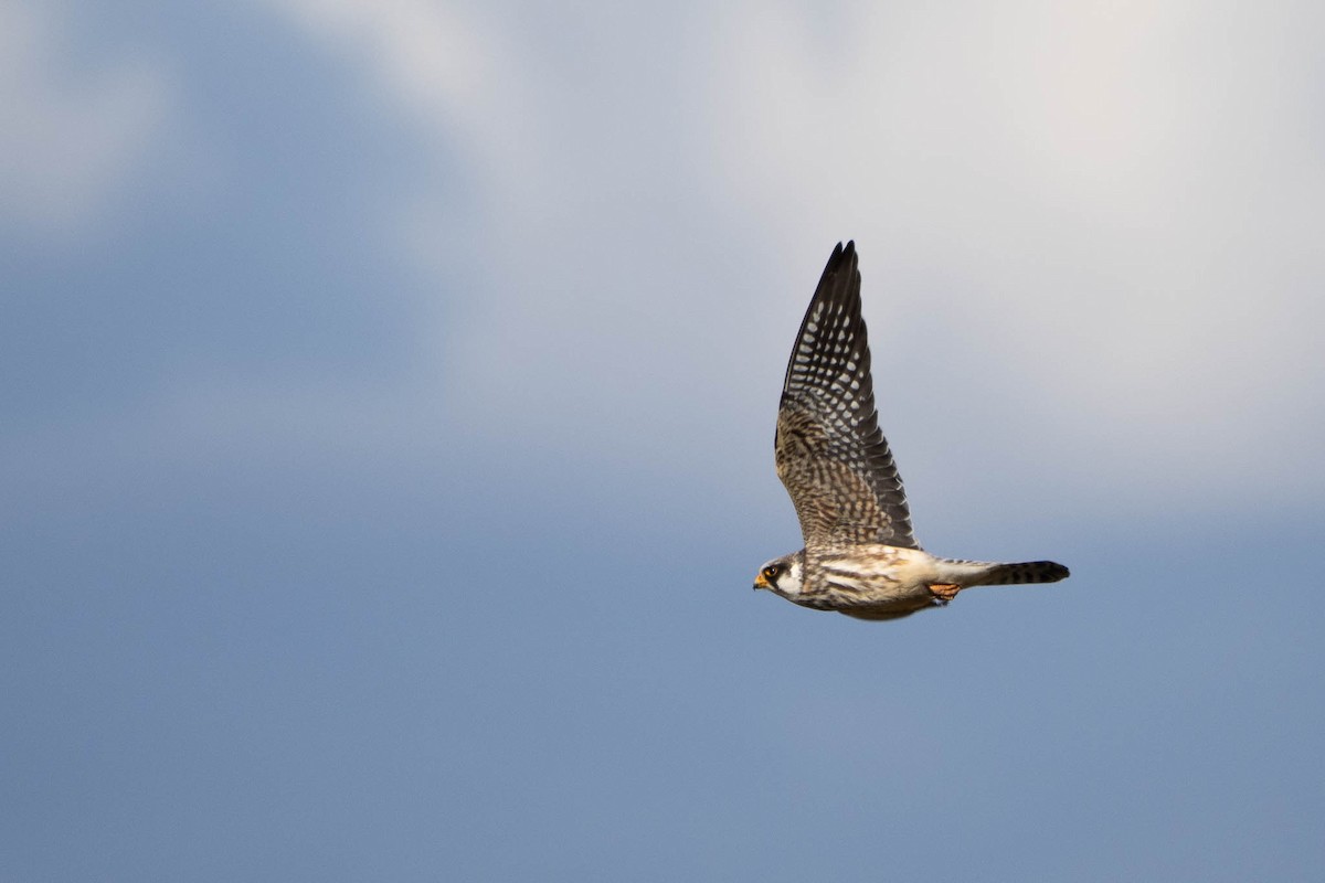 Red-footed Falcon - ML644470217