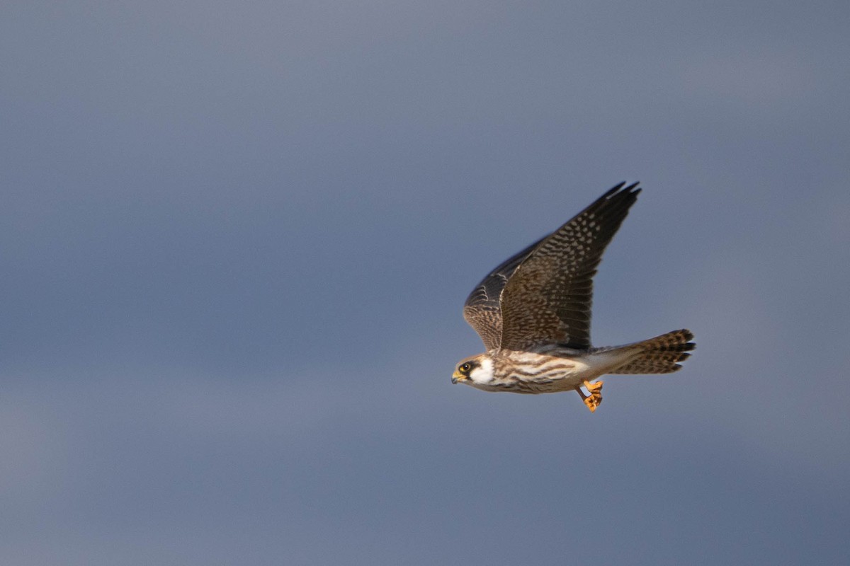 Red-footed Falcon - ML644470218