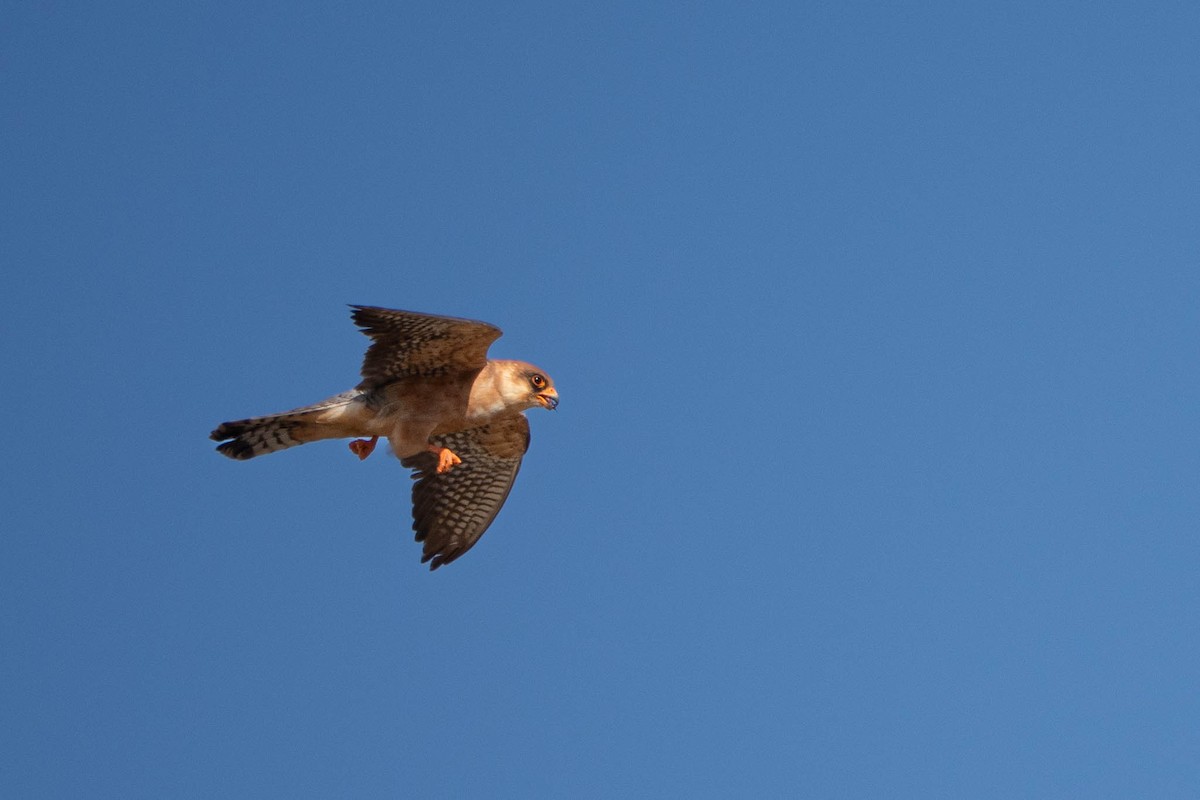 Red-footed Falcon - ML644470219