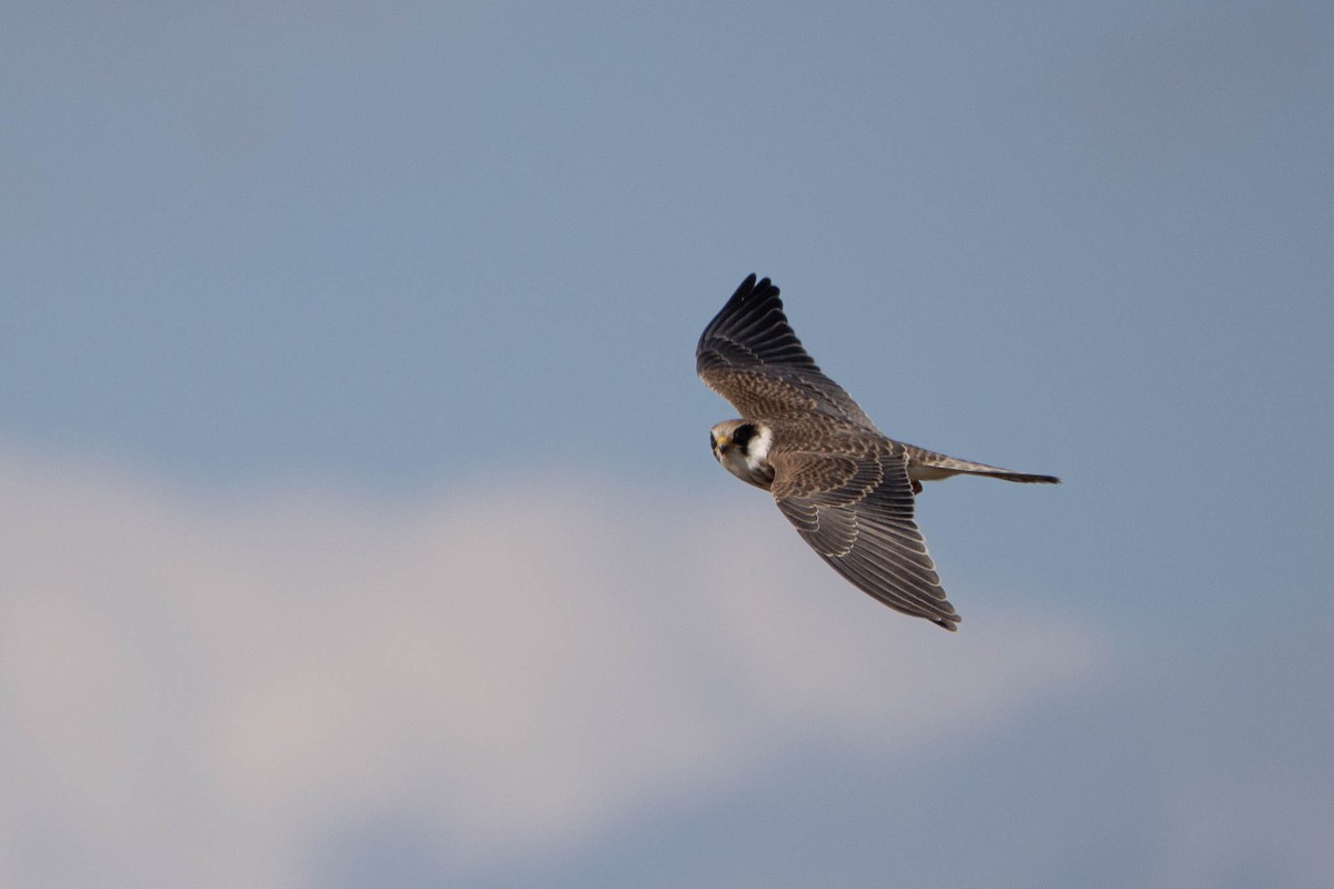 Red-footed Falcon - ML644470220