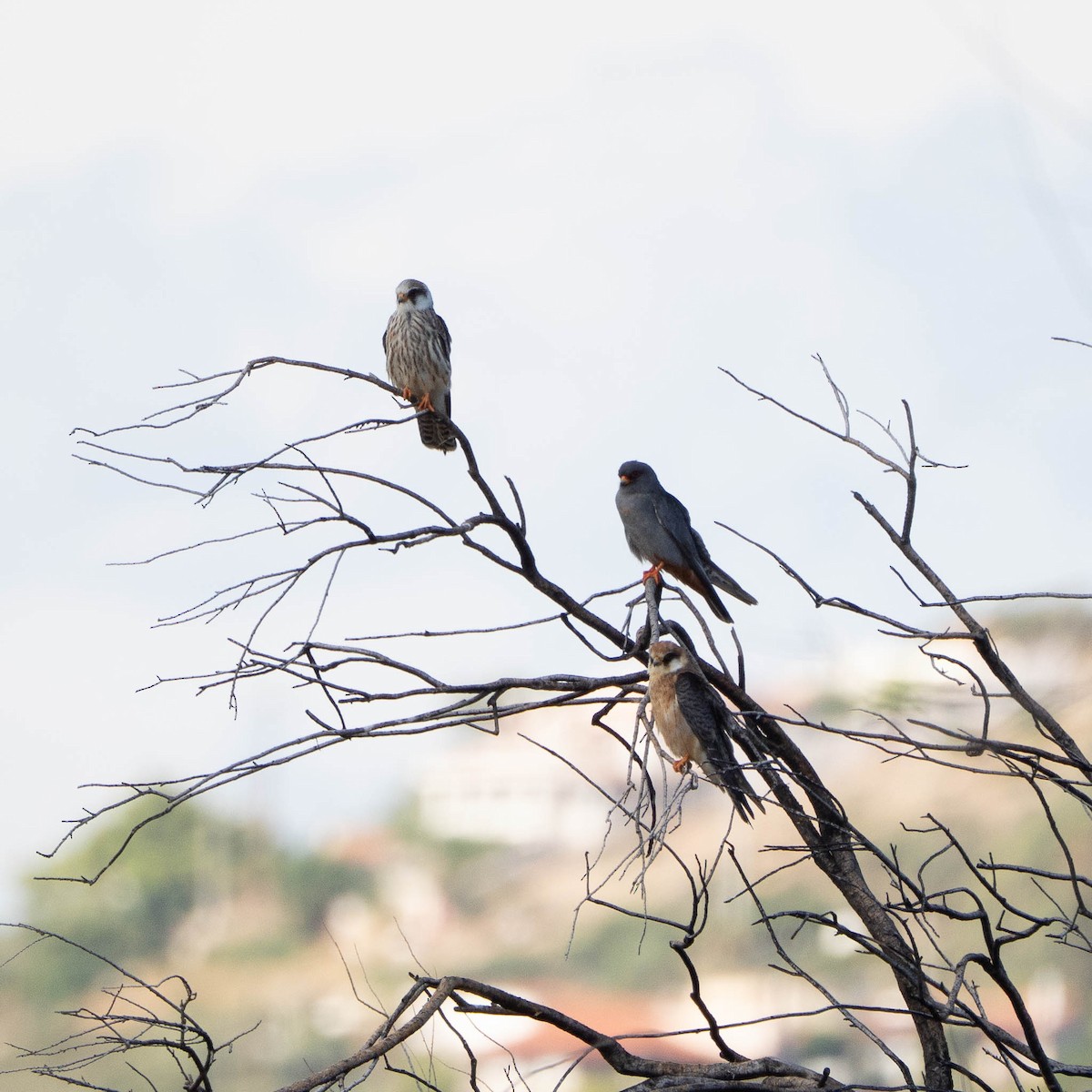 Red-footed Falcon - ML644470221