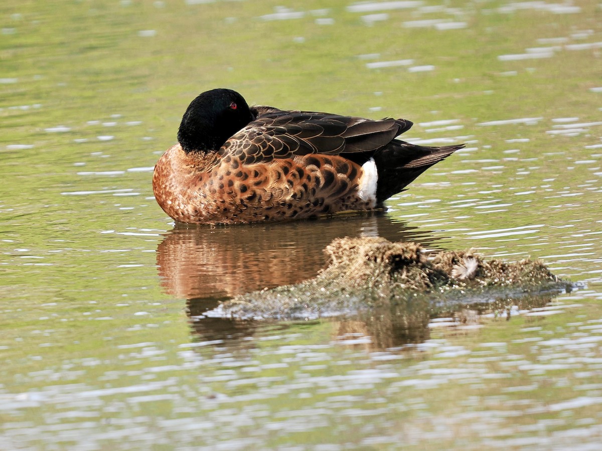 Chestnut Teal - ML644470254