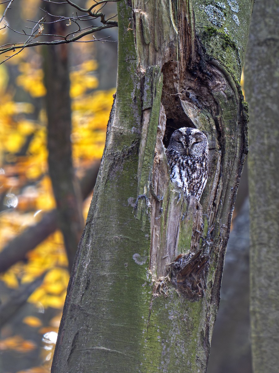 Chouette hulotte - ML644470255