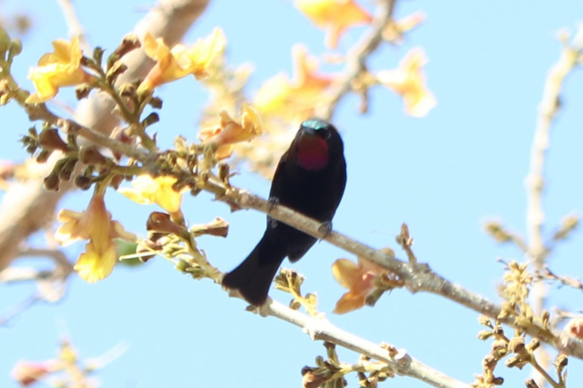 Amethyst Sunbird - ML644470256