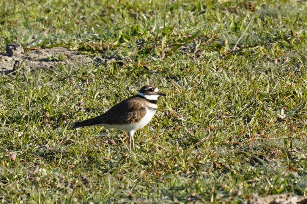 Killdeer - ML644470265