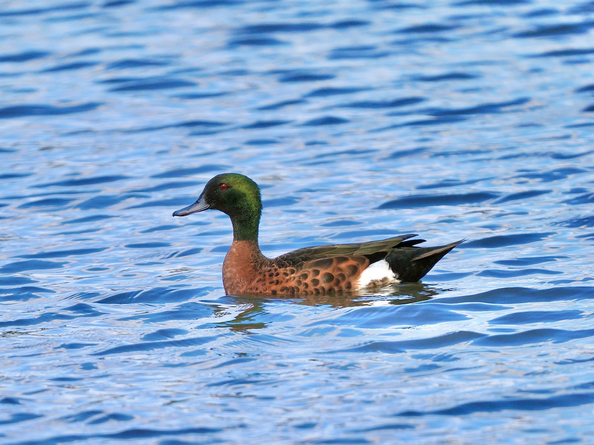 Chestnut Teal - ML644470266