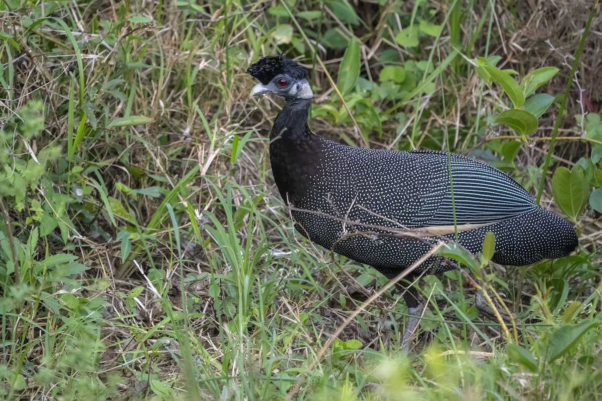 Southern Crested Guineafowl - ML644470269