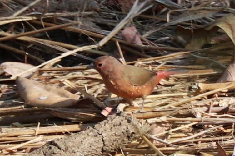 Rosenamarant - ML644470272