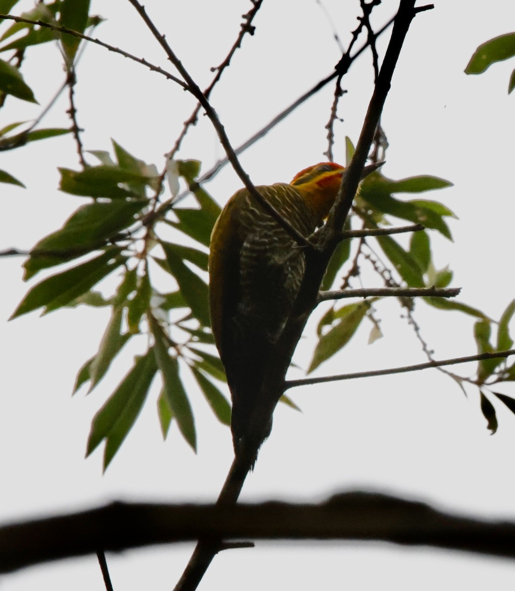 Дятел-смугань жовтобровий - ML644470288