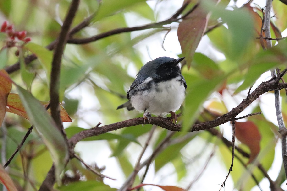 Black-throated Blue Warbler - ML644470292
