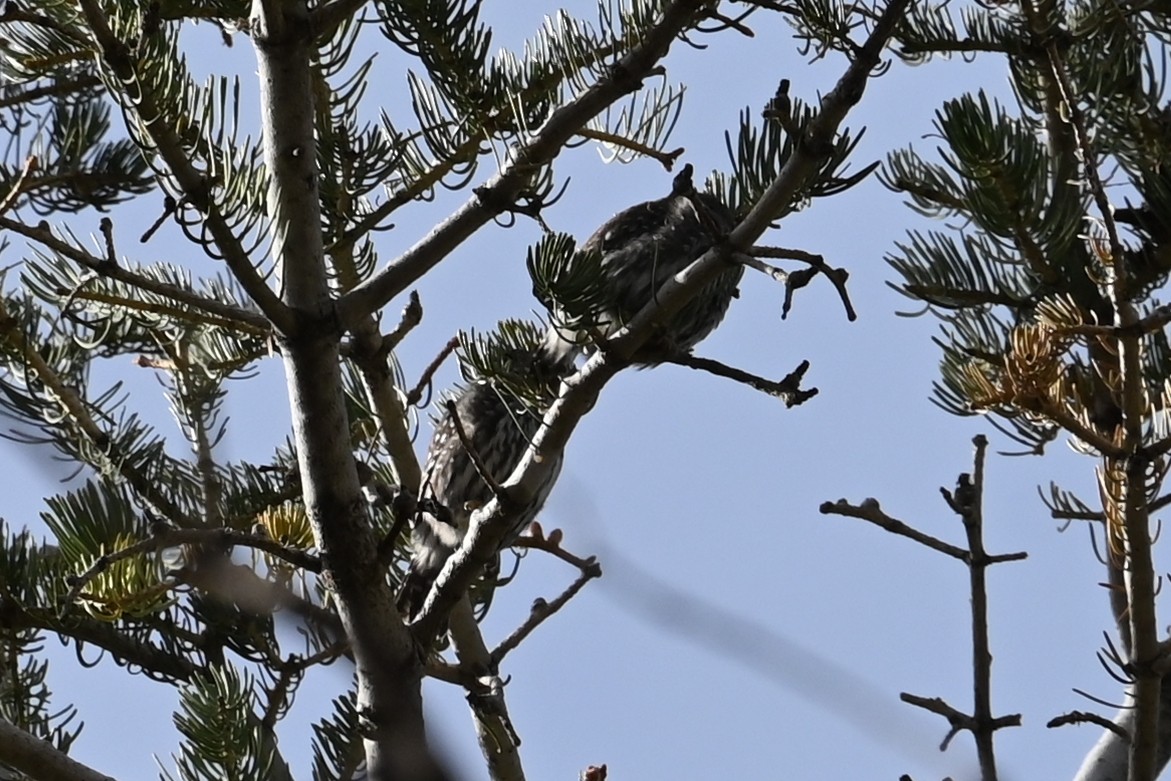 Northern Pygmy-Owl (Rocky Mts.) - ML644470298