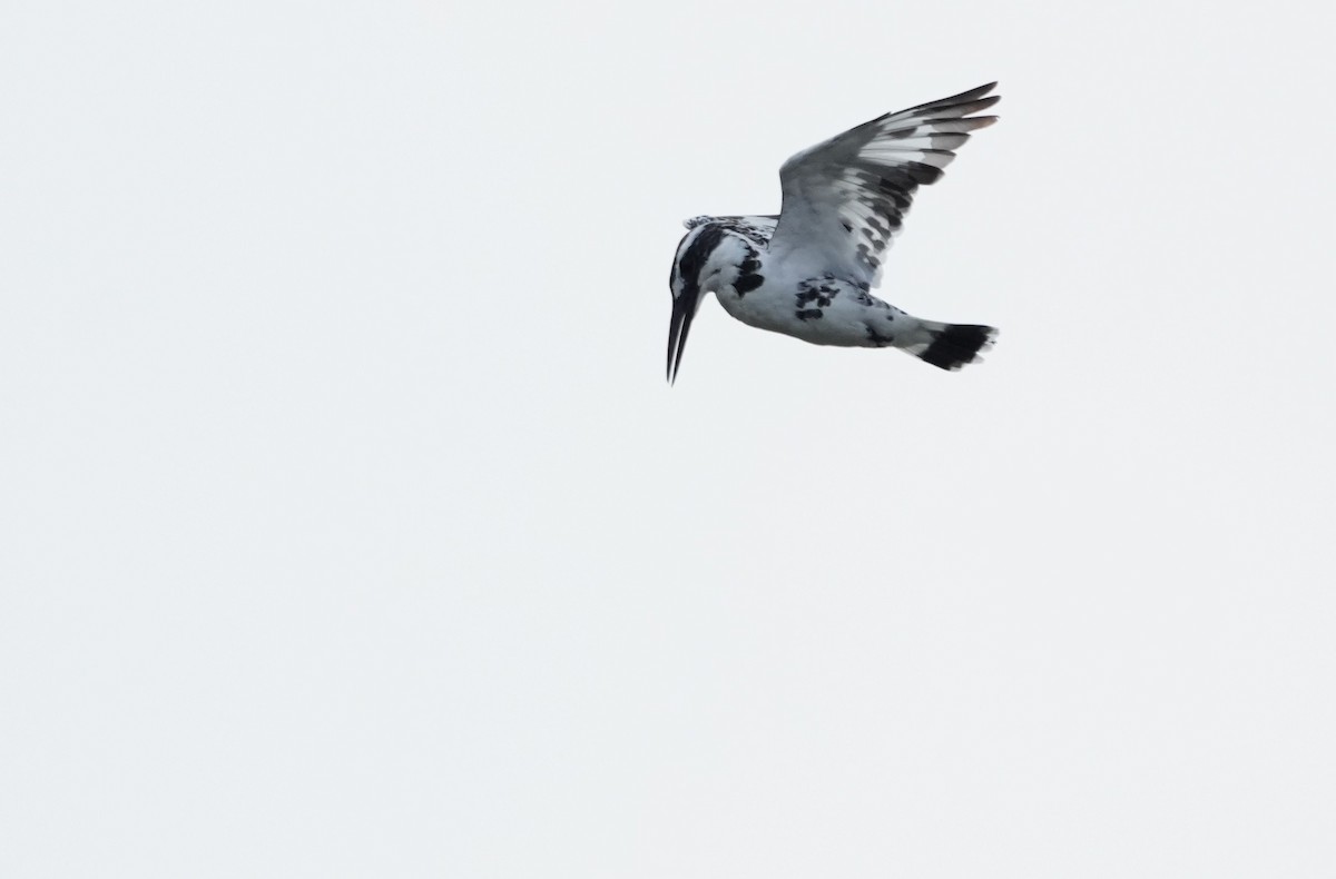 Martin-pêcheur pie - ML644470307