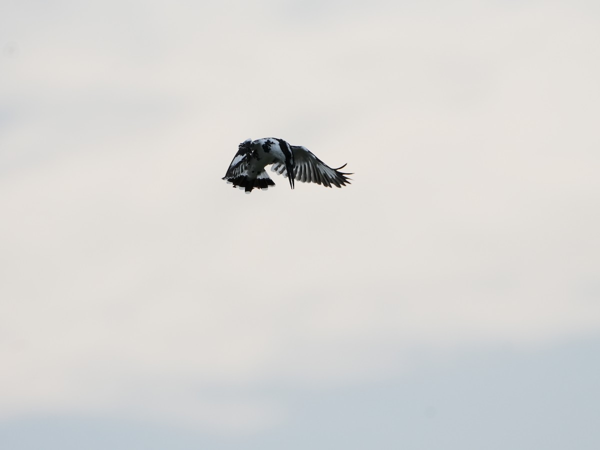 Martin-pêcheur pie - ML644470308