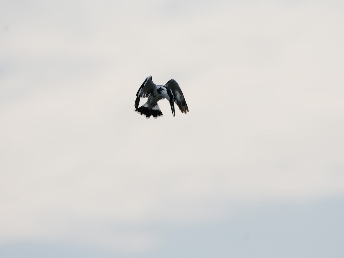 Martin-pêcheur pie - ML644470310