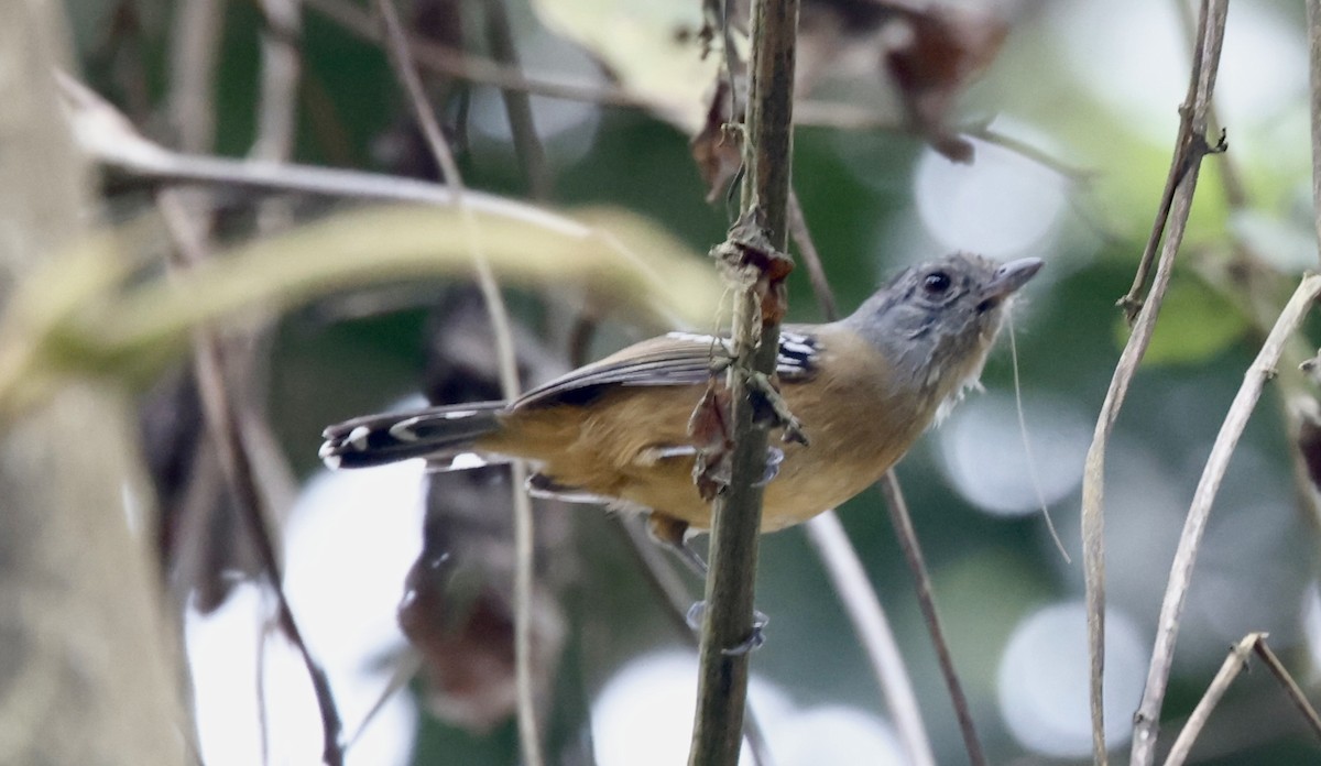 Сорокуш сірий - ML644470320
