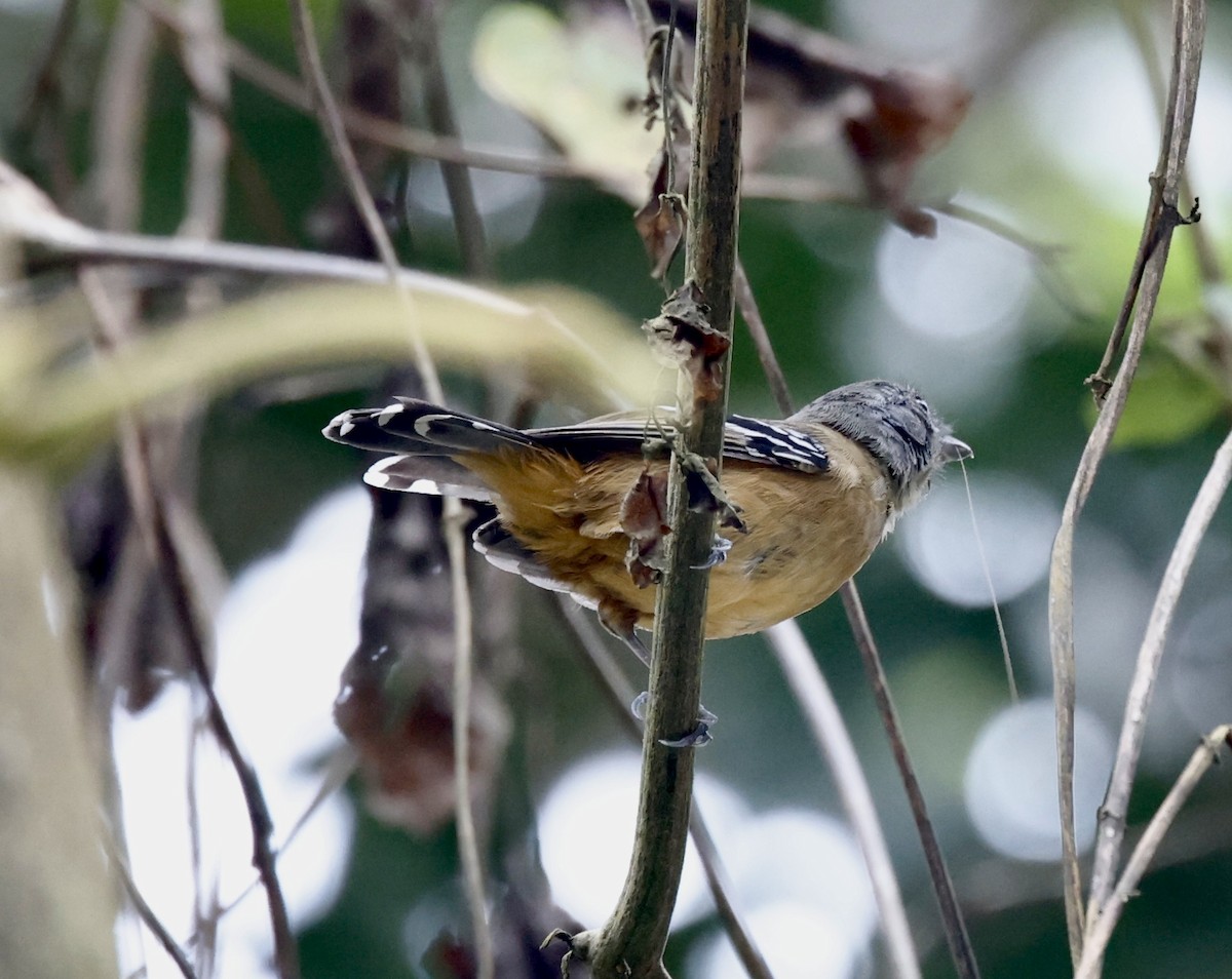 Сорокуш сірий - ML644470321