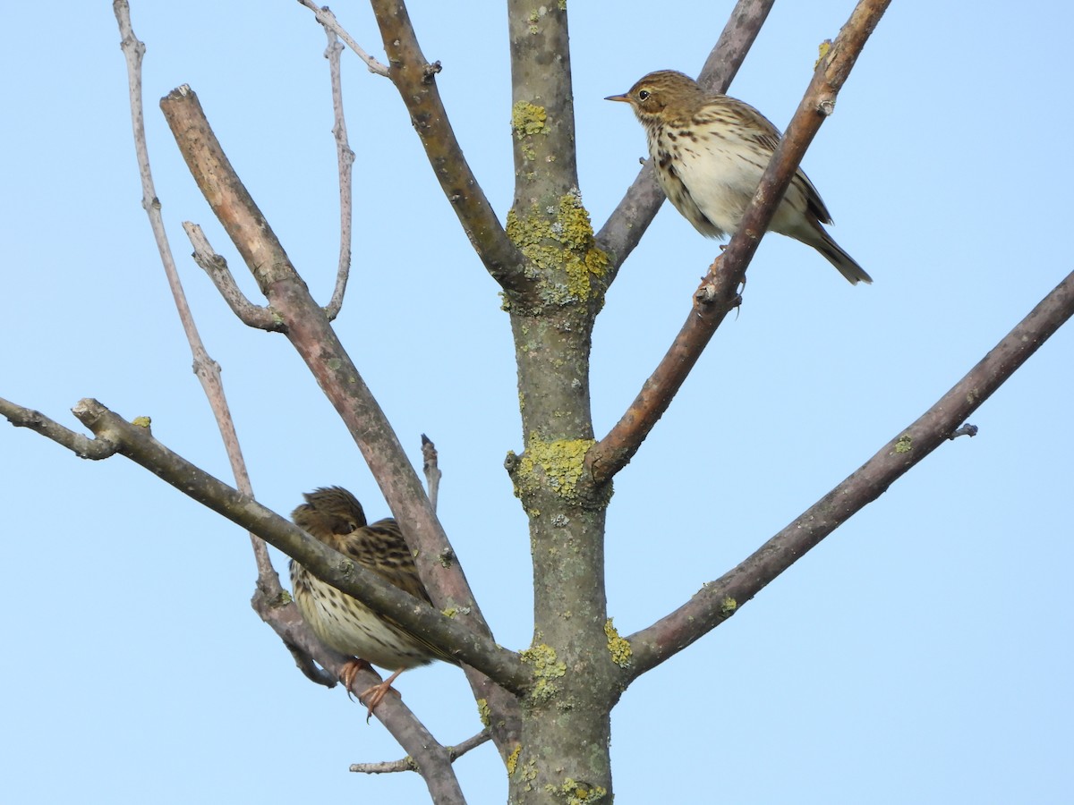 linduška luční - ML644470341