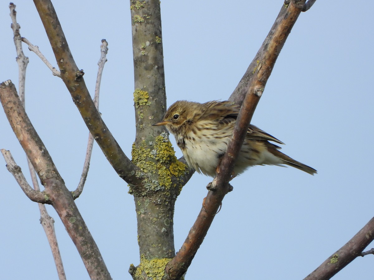 linduška luční - ML644470342