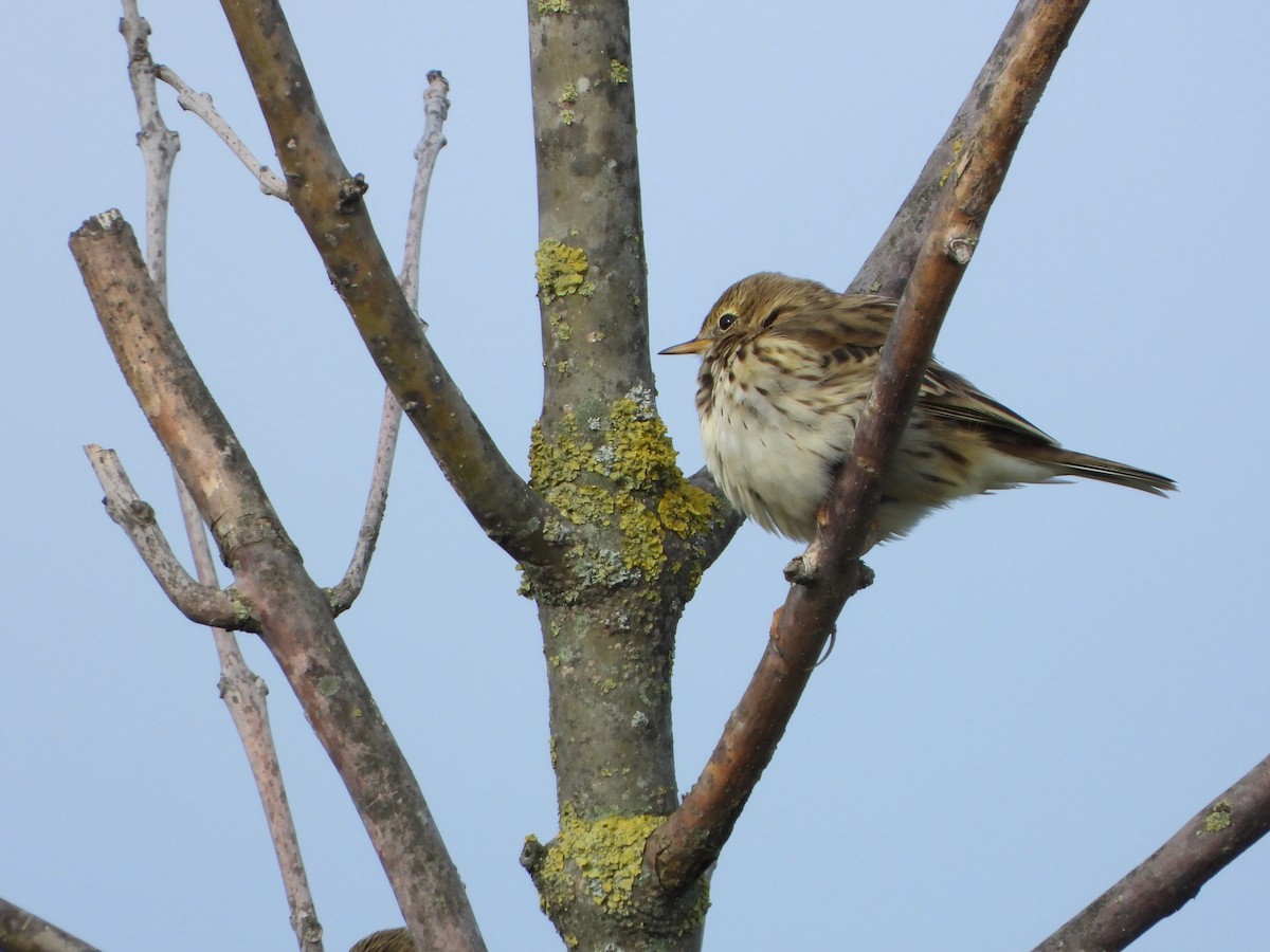 linduška luční - ML644470343