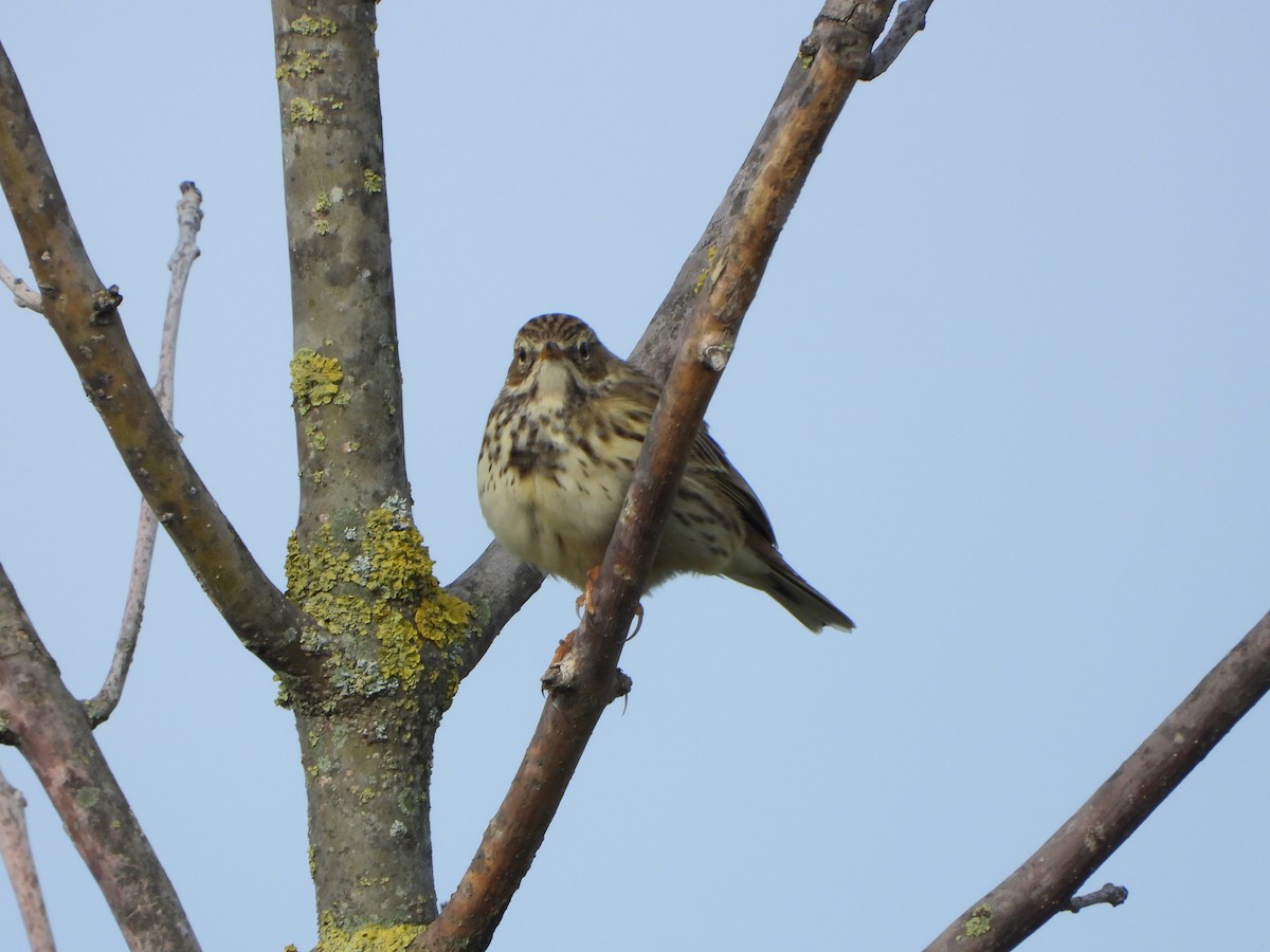 linduška luční - ML644470344