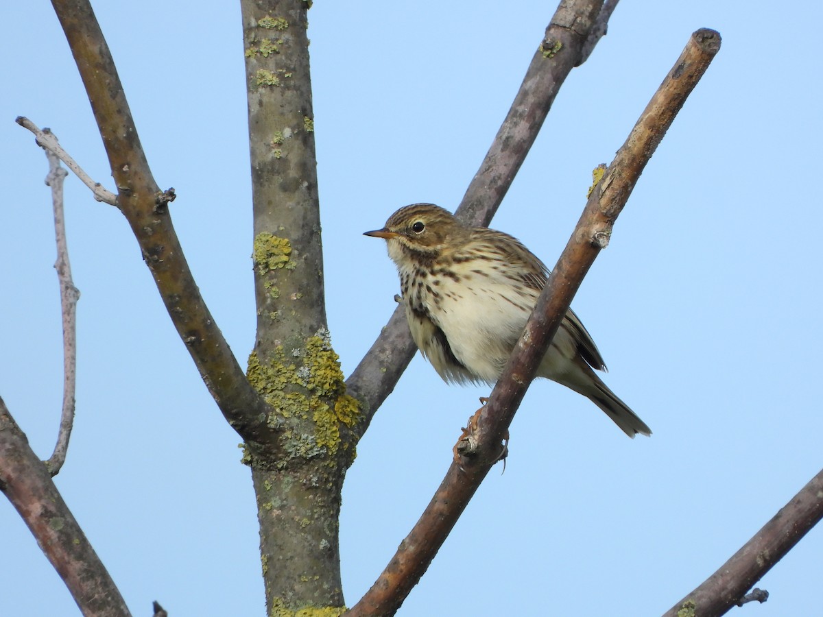 linduška luční - ML644470347