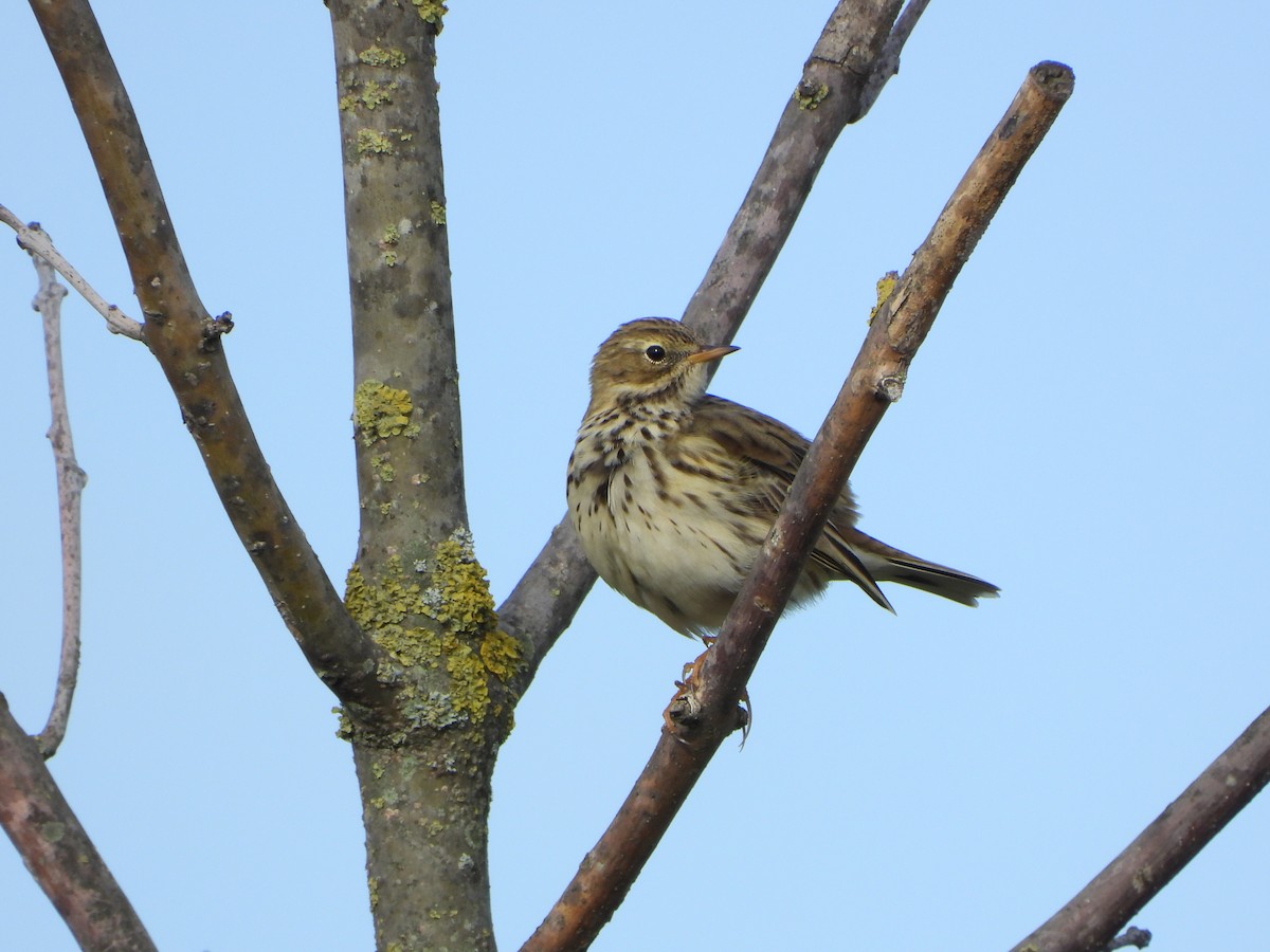 linduška luční - ML644470348