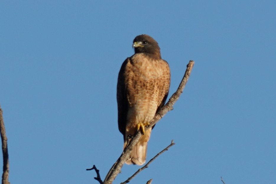 Red-tailed Hawk - ML644470352