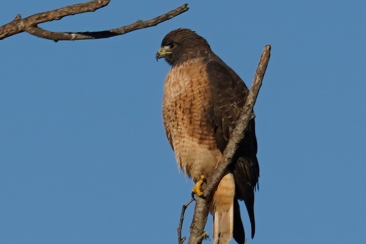Red-tailed Hawk - ML644470353