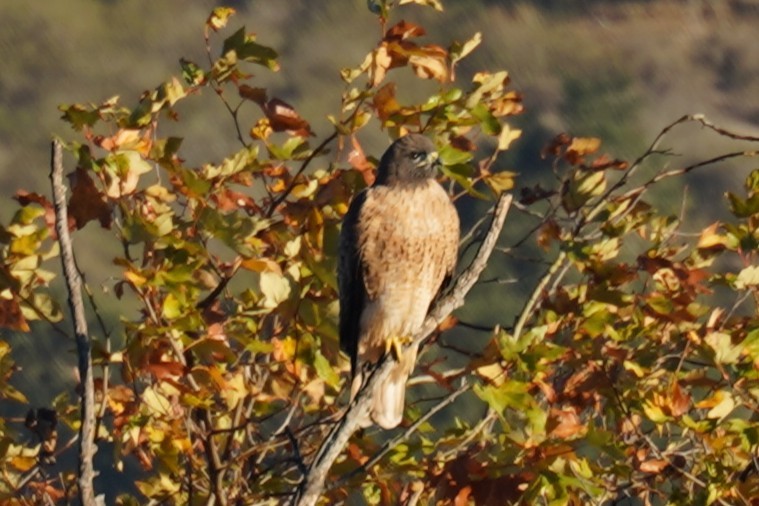 Red-tailed Hawk - ML644470354