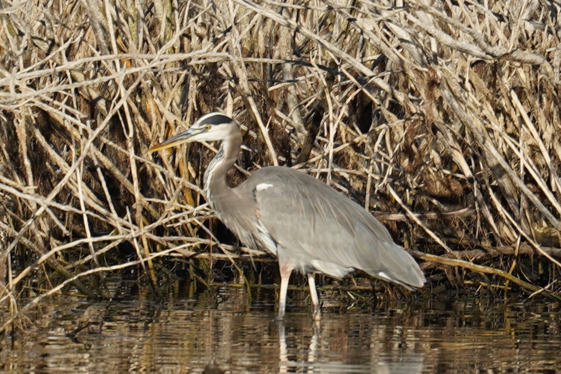 Great Blue Heron - ML644470356