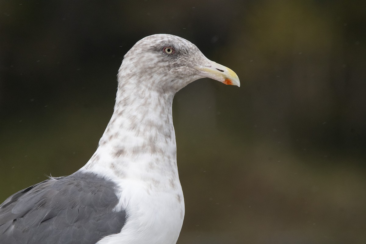 Slaty-backed Gull - ML644470363