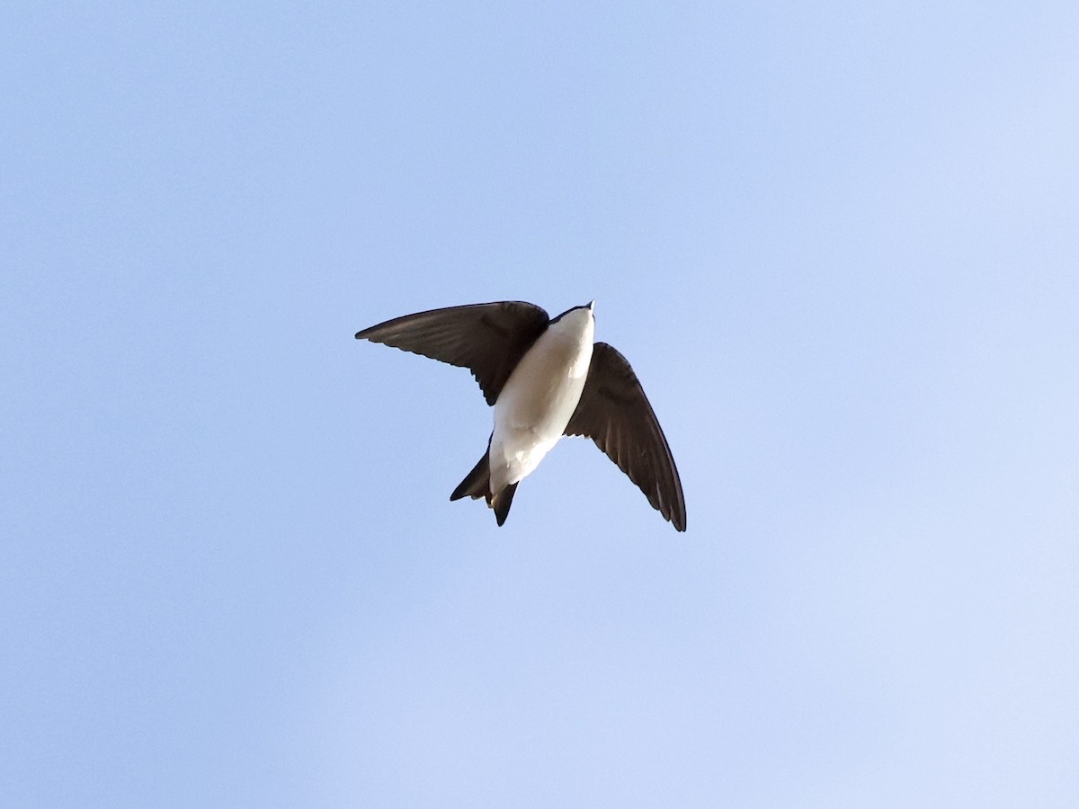 Tree Swallow - ML644470364