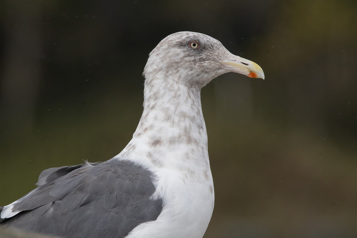 Slaty-backed Gull - ML644470366