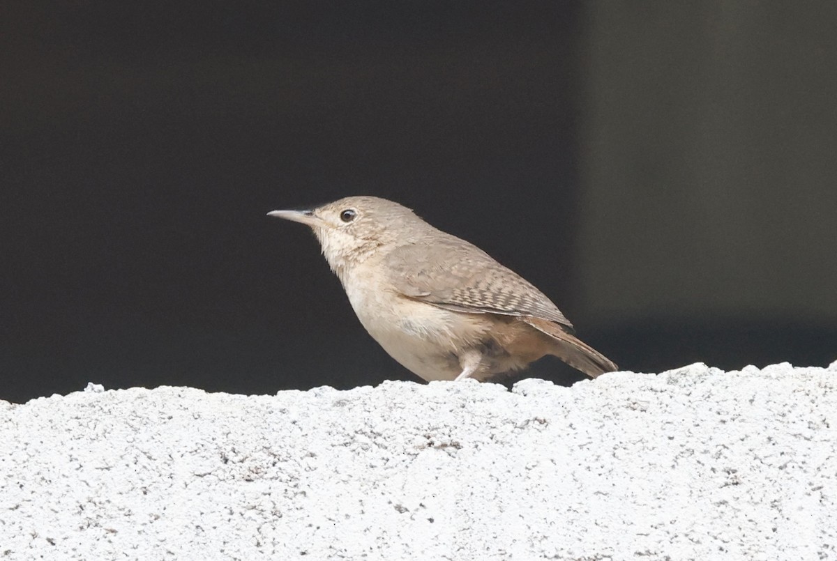 Southern House Wren - ML644470367