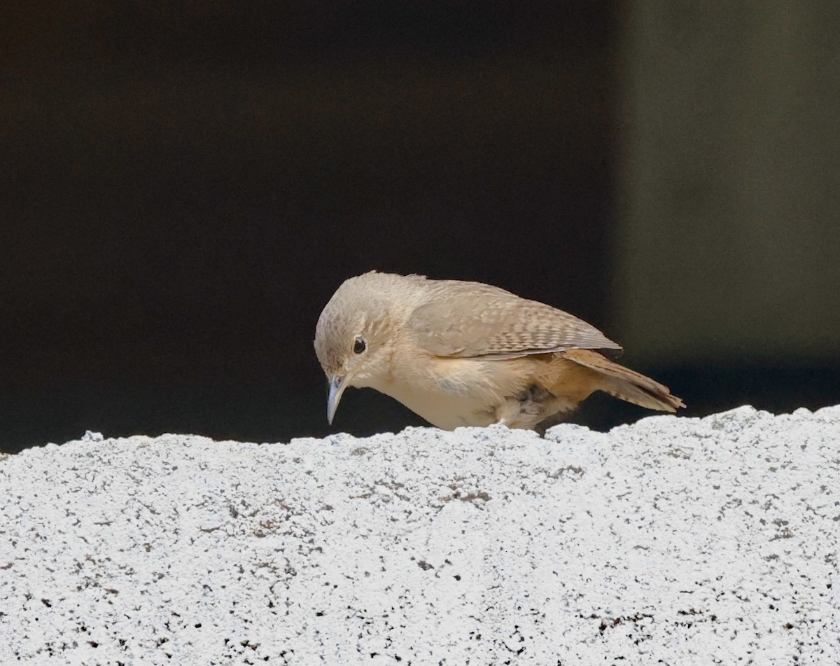 Southern House Wren - ML644470368