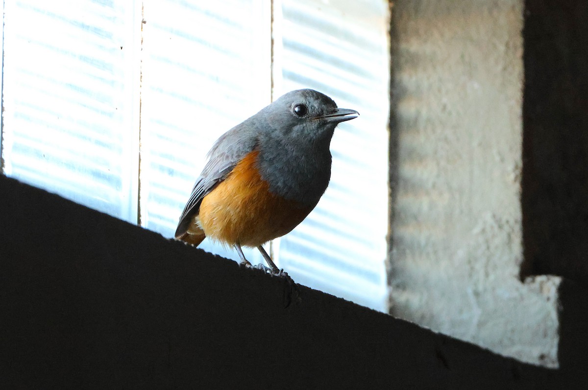 Forest Rock-Thrush (Benson's) - ML644470375