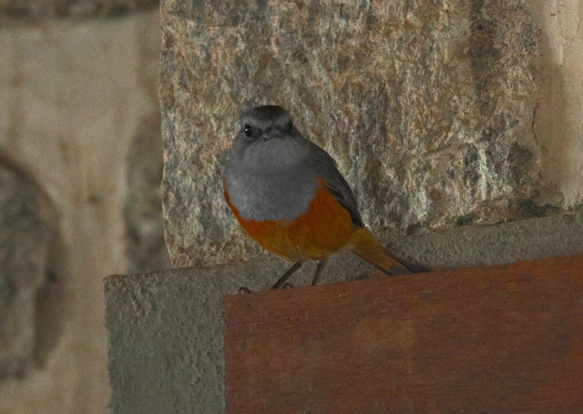 Forest Rock-Thrush (Benson's) - ML644470376