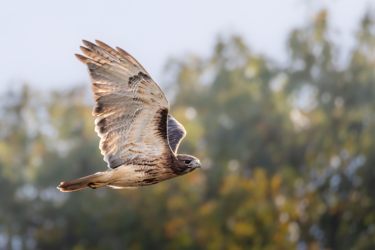 rødstjertvåk (borealis) - ML644470378