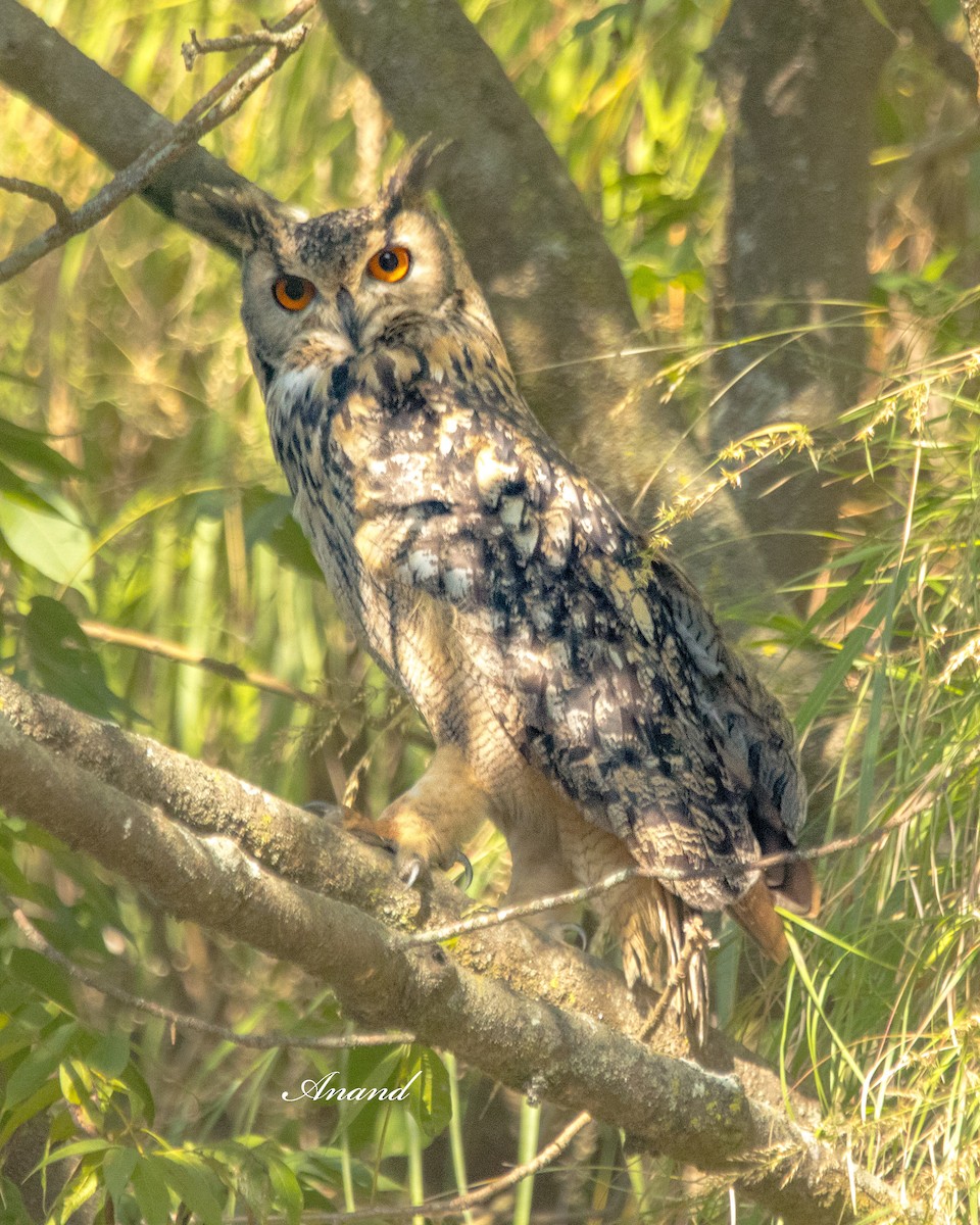 Rock Eagle-Owl - ML644470379