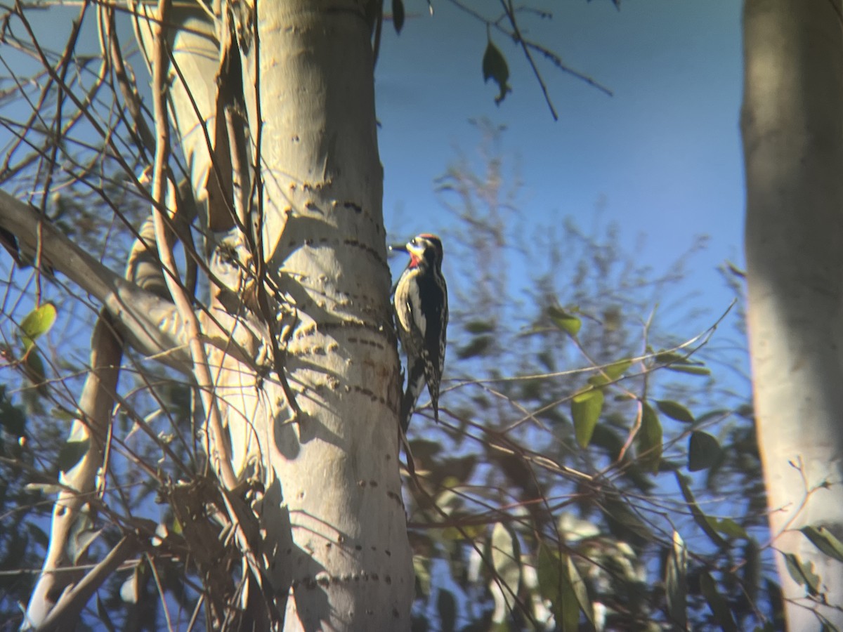 Red-naped Sapsucker - ML644470382