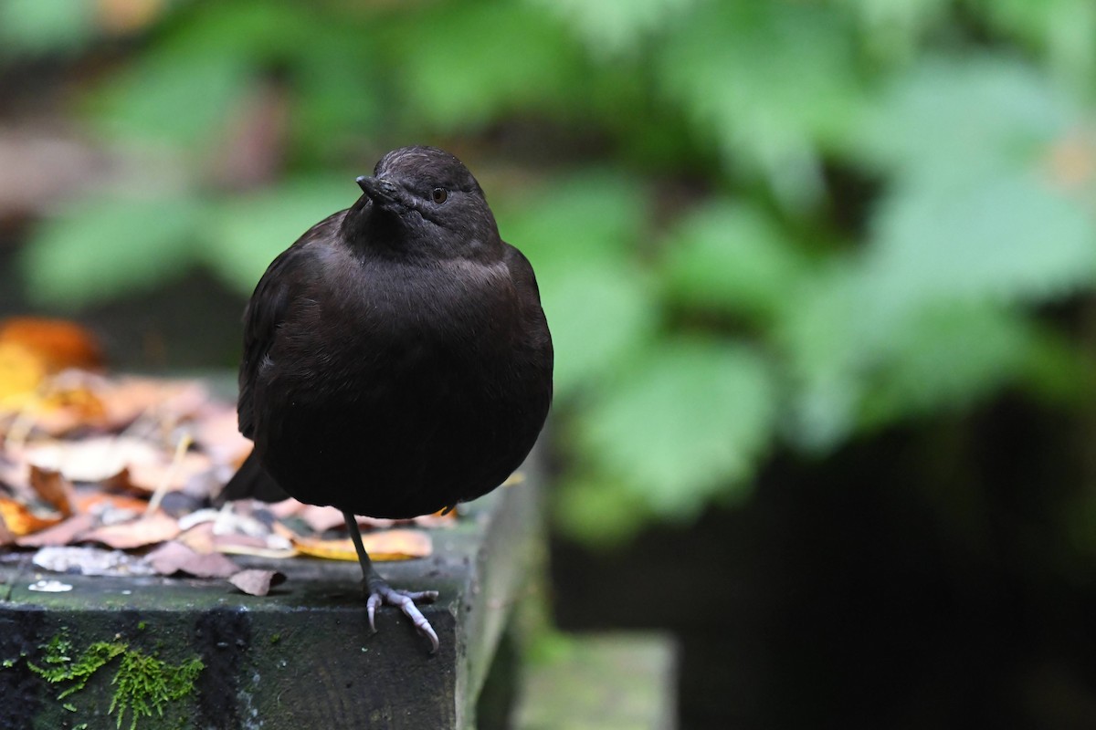 Brown Dipper - ML644470384