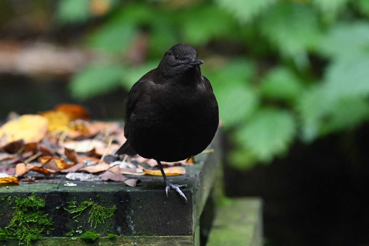 Brown Dipper - ML644470385