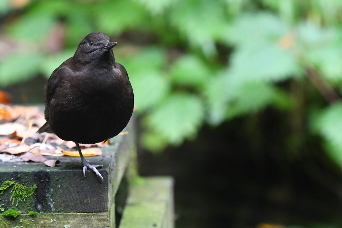 Brown Dipper - ML644470386