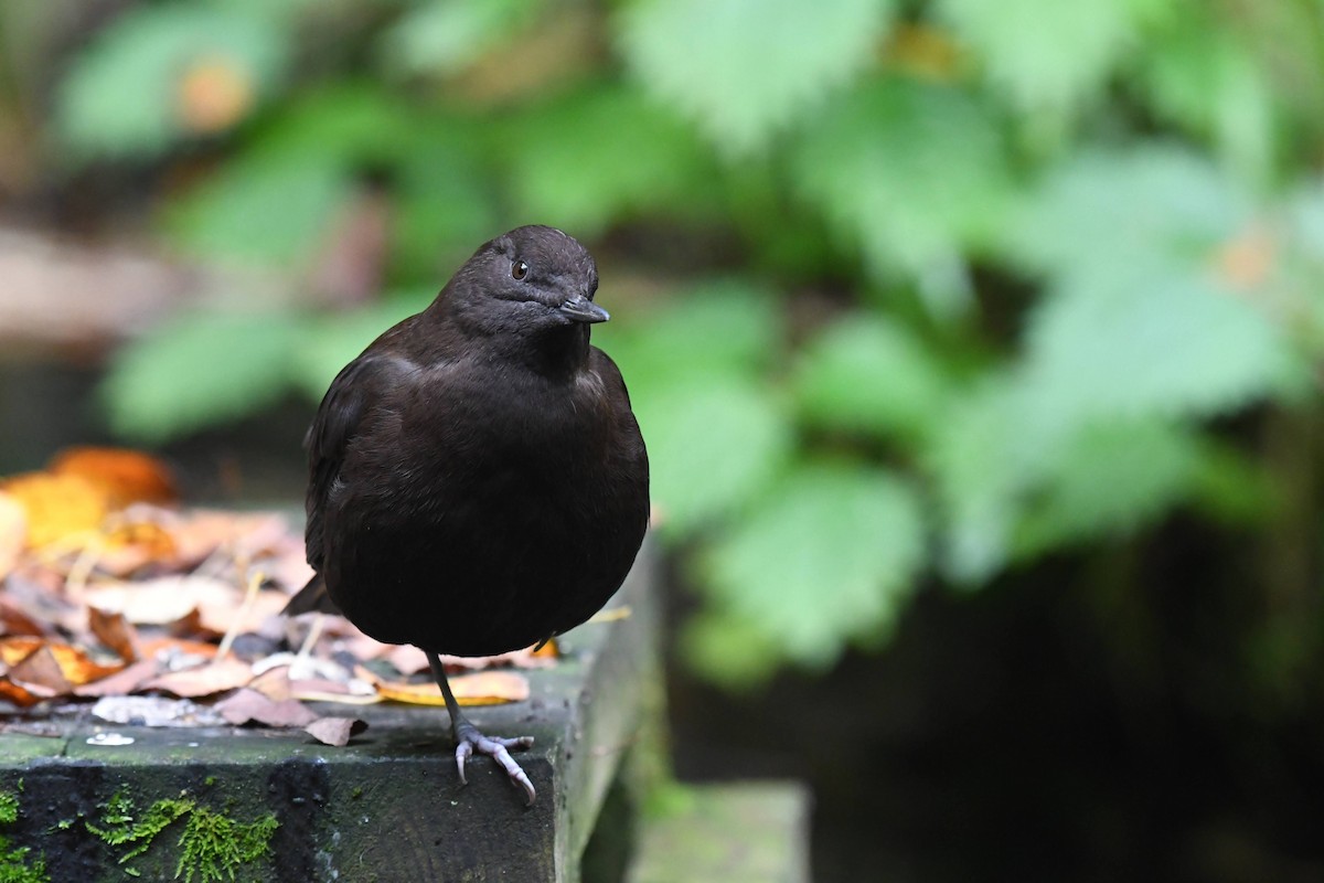 Brown Dipper - ML644470387