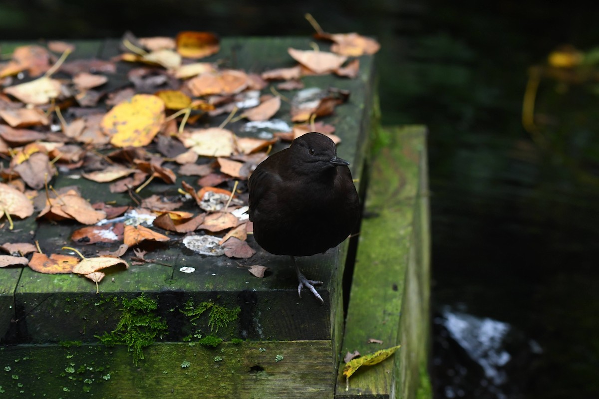 Brown Dipper - ML644470388